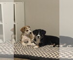 Small Photo #2 Border Collie-Unknown Mix Puppy For Sale in OKLAHOMA CITY, OK, USA