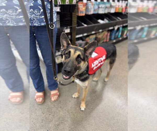 Medium Photo #9 German Shepherd Dog-Unknown Mix Puppy For Sale in West Sacramento, CA, USA