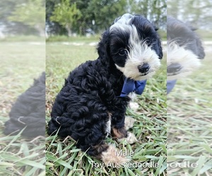 Aussie-Poo-Aussiedoodle Mix Puppy for sale in TAYLOR, TX, USA