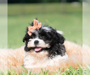 Medium Shih Tzu