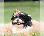 Puppy 2 Shih Tzu