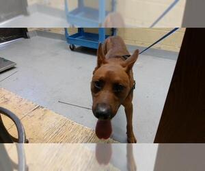 Plott Hound-Unknown Mix Dogs for adoption in Tulsa, OK, USA