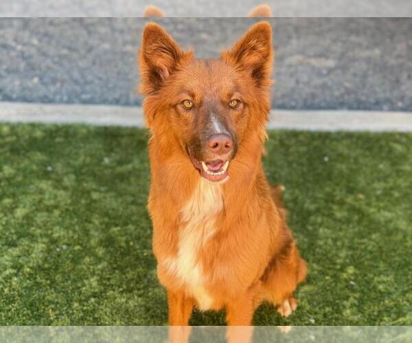 Medium Photo #2 Australian Shepherd-Unknown Mix Puppy For Sale in Moreno Valley, CA, USA