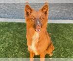 Small #1 Australian Shepherd Mix