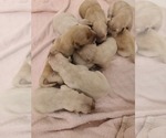 Small Photo #5 Golden Retriever Puppy For Sale in MENIFEE, CA, USA