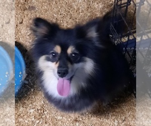 Mother of the Pomeranian puppies born on 06/18/2022