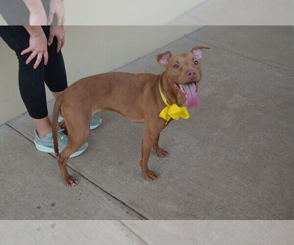 Medium Photo #2 American Pit Bull Terrier-Unknown Mix Puppy For Sale in McKinney, TX, USA
