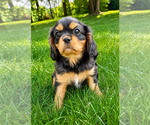 Small #4 Cavalier King Charles Spaniel