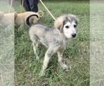 Small #2 Great Pyrenees