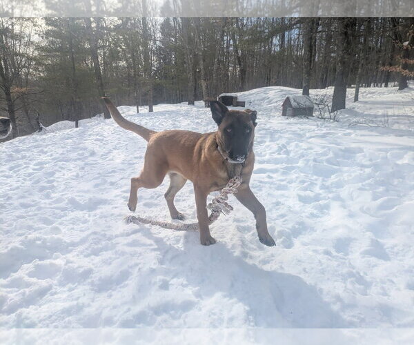 Medium Photo #14 German Shepherd Dog-Unknown Mix Puppy For Sale in Sebec, ME, USA