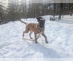 Small #13 German Shepherd Dog Mix