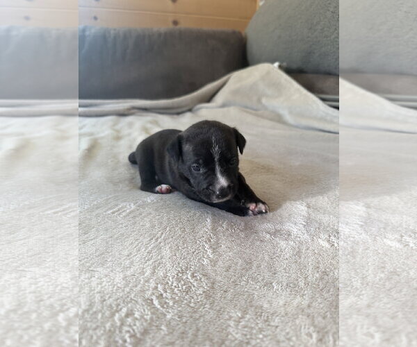 Medium Photo #5 American Staffordshire Terrier-Unknown Mix Puppy For Sale in Holly Springs, NC, USA