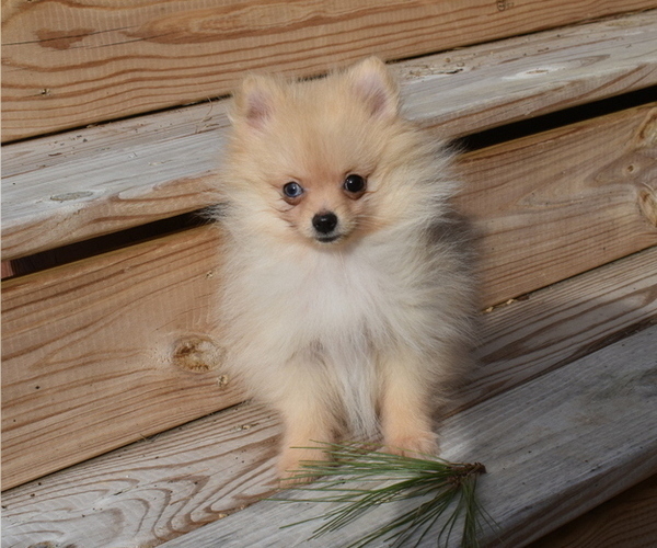 Medium Photo #16 Pomeranian Puppy For Sale in DINWIDDIE, VA, USA