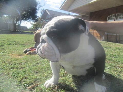 Medium Photo #1 Bulldog Puppy For Sale in EUFAULA, OK, USA