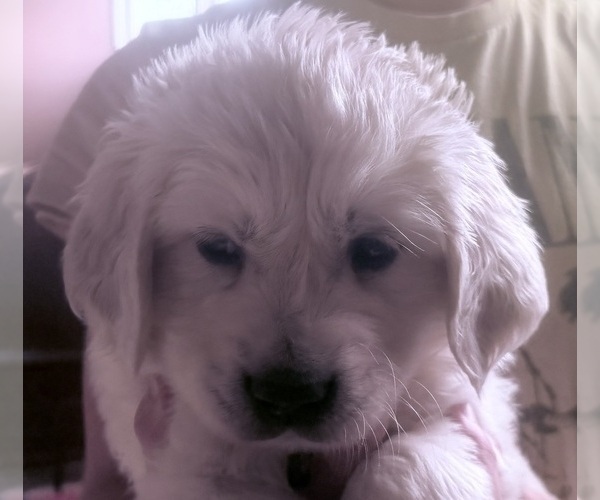 Medium Photo #16 English Cream Golden Retriever Puppy For Sale in MEDFORD TOWNSHIP, NJ, USA