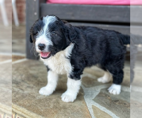 Medium Photo #4 Bordoodle Puppy For Sale in LONDON, AR, USA