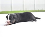 Small #3 Miniature Australian Shepherd