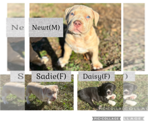 American Bully Puppy for sale in VAN BUREN, AR, USA