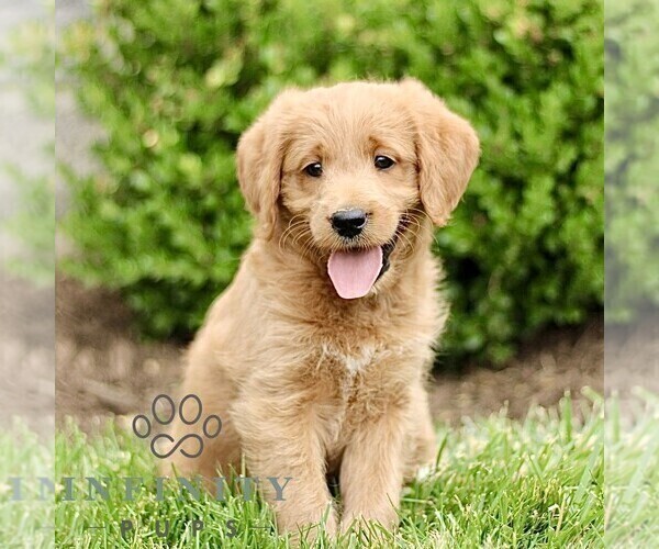 Medium Photo #3 Miniature Labradoodle Puppy For Sale in STRASBURG, PA, USA