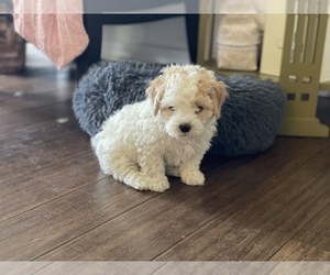 Maltipoo Puppy for sale in KEIZER, OR, USA