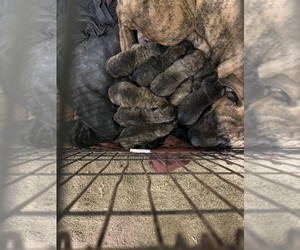 Presa Canario Puppy for sale in BALTIMORE, MD, USA