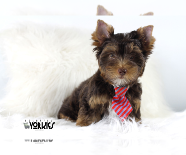 Medium Photo #4 Yorkshire Terrier Puppy For Sale in KELLER, TX, USA