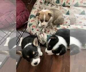Pembroke Welsh Corgi Litter for sale in LONDON, KY, USA