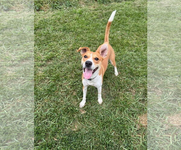 Medium Photo #6 Mutt Puppy For Sale in Germantown, OH, USA