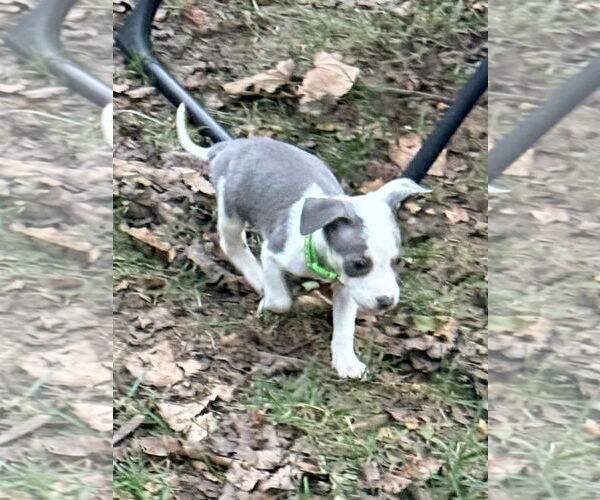 Medium Photo #9 American Staffordshire Terrier-Unknown Mix Puppy For Sale in Holly Springs, NC, USA