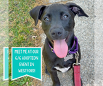 Small #8 Labrador Retriever Mix
