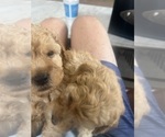 Small #7 Goldendoodle (Miniature)