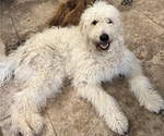 Small Photo #1 Goldendoodle Puppy For Sale in TOMBALL, TX, USA