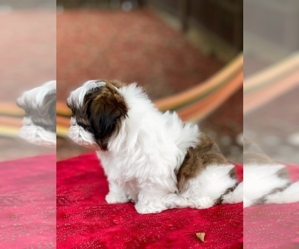 Medium Photo #4 Shih Tzu Puppy For Sale in SUGAR HILL, GA, USA