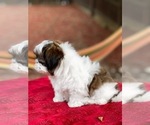 Small Photo #4 Shih Tzu Puppy For Sale in SUGAR HILL, GA, USA