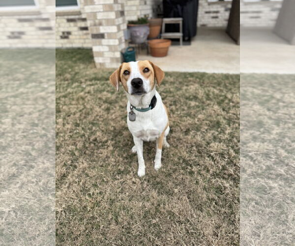 Medium Photo #6 American Foxhound-Unknown Mix Puppy For Sale in Rosenberg, TX, USA