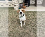 Small #5 American Foxhound Mix