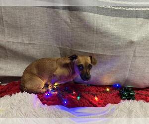 Chihuahua Dogs for adoption in Modesto, CA, USA