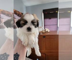 Shih Tzu Puppy for sale in PERRY, MI, USA
