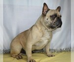 Small Photo #1 French Bulldog Puppy For Sale in FREDERICKSBG, OH, USA