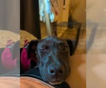 Small #5 American Staffordshire Terrier Mix
