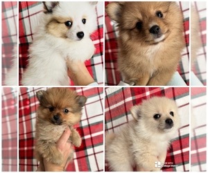 Pomeranian Puppy for Sale in MIDLOTHIAN, Texas USA