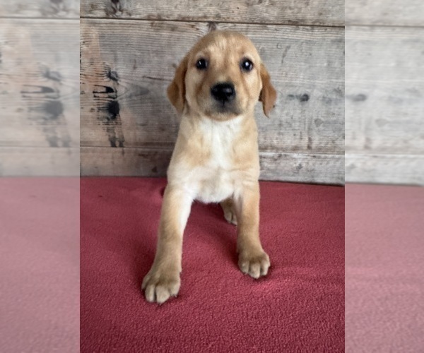 Medium Photo #12 Labrador Retriever Puppy For Sale in VERMONTVILLE, MI, USA