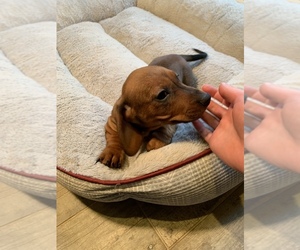 Dachshund Puppy for sale in PLATTE CITY, MO, USA