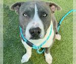 Small #3 Staffordshire Bull Terrier