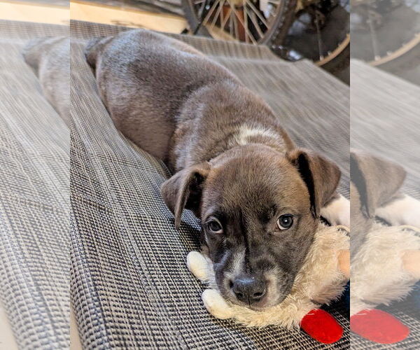 Medium Photo #8 American Pit Bull Terrier-Unknown Mix Puppy For Sale in Corona, CA, USA