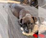 Small #7 American Pit Bull Terrier Mix