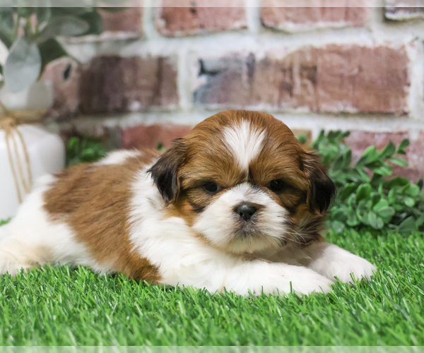 Medium Photo #2 Shih Tzu Puppy For Sale in SYRACUSE, IN, USA