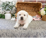 Small #3 Labrador Retriever