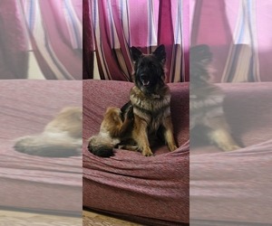 Mother of the German Shepherd Dog puppies born on 04/17/2025