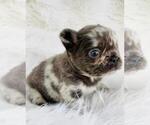 Small #1 French Bulldog